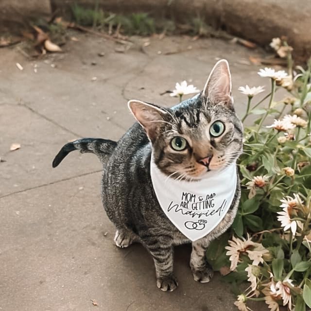 Humans Are Getting Married Dog Bandana, Mom and Dad Are Getting Married, Announcement Pet Bandana, Wedding Bandana, Engagement Dog Bandana (XS, My Humans Are Getting Married!)