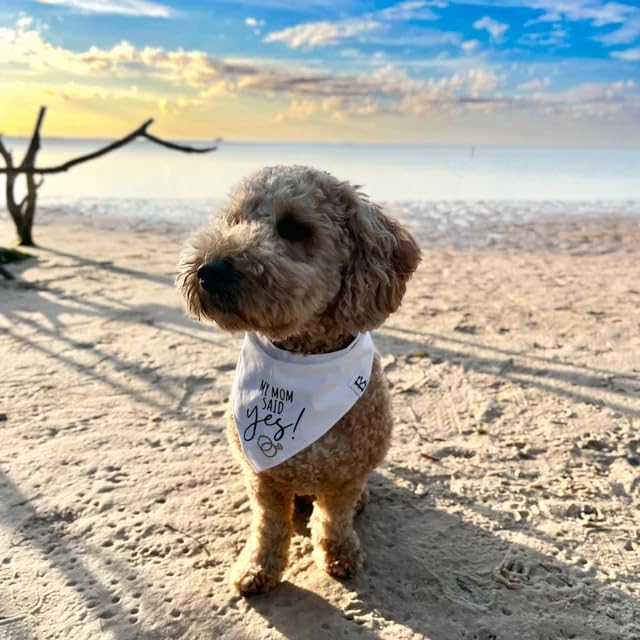 Humans Are Getting Married Dog Bandana, Mom and Dad Are Getting Married, Announcement Pet Bandana, Wedding Bandana, Engagement Dog Bandana (XS, My Humans Are Getting Married!)