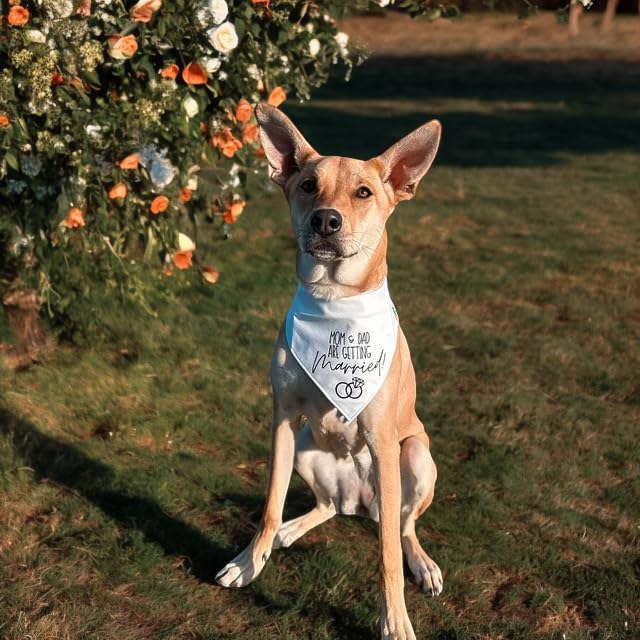 Humans Are Getting Married Dog Bandana, Mom and Dad Are Getting Married, Announcement Pet Bandana, Wedding Bandana, Engagement Dog Bandana (XS, My Humans Are Getting Married!)