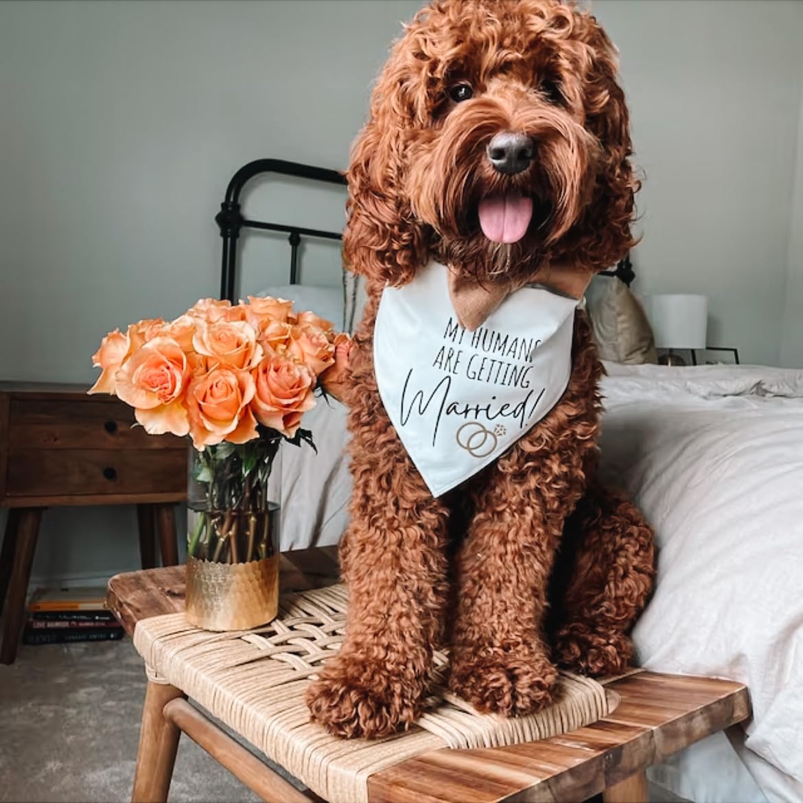 Humans Are Getting Married Dog Bandana, Mom and Dad Are Getting Married, Announcement Pet Bandana, Wedding Bandana, Engagement Dog Bandana (XS, My Humans Are Getting Married!)