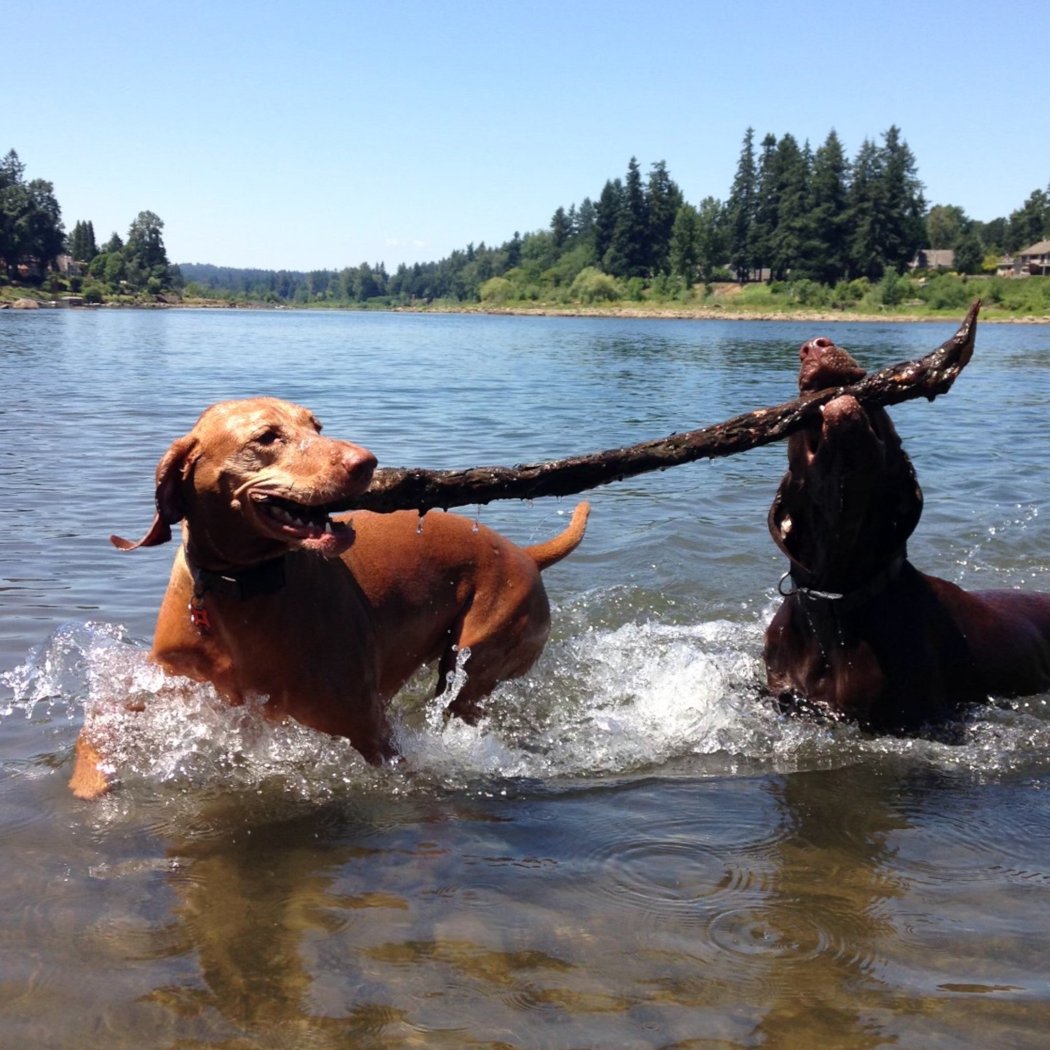 Two dogs playing in a small lake