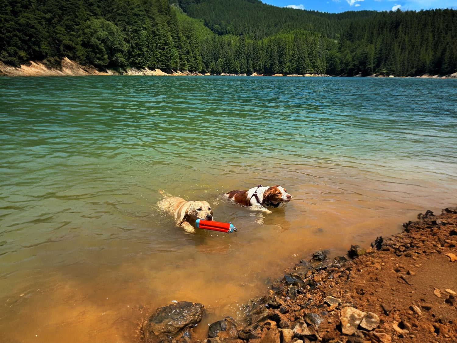 Two dogs swimming in a river