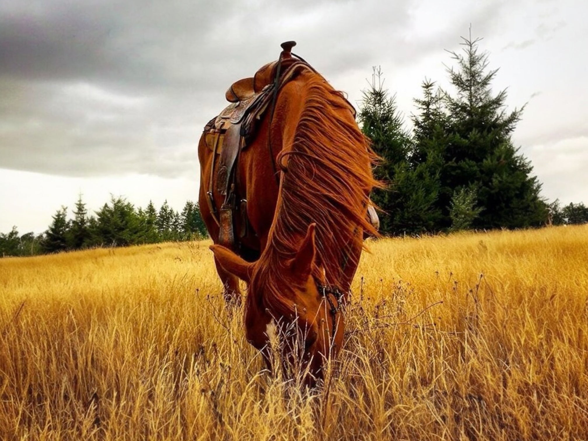 A horse eating grass in a grassfield