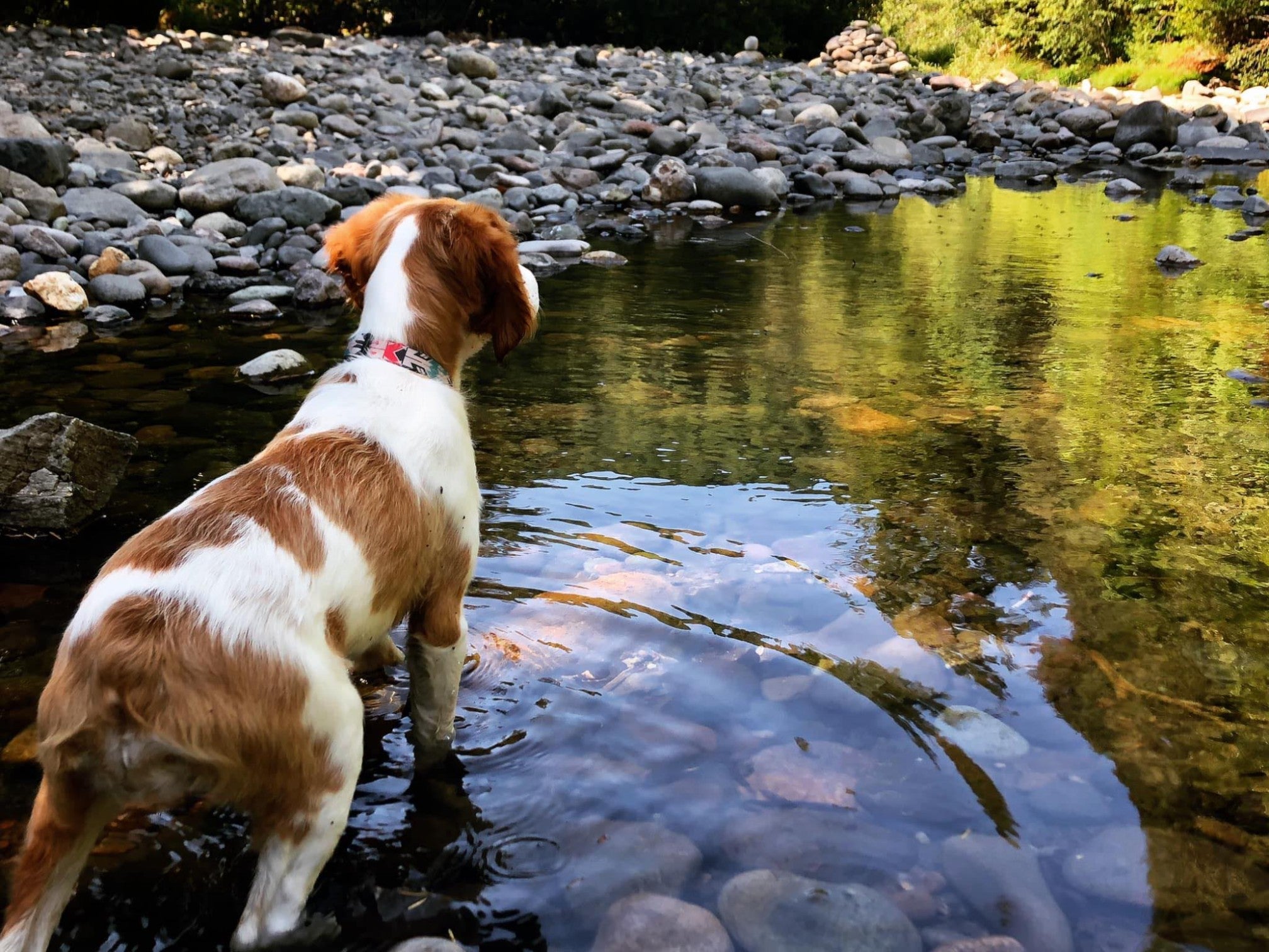 Dog walking in water in a forest